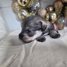 Girl 2 - Salt and pepper female Miniature Schnauzer puppy in Titusville, Florida from Alysha's Grandbabies