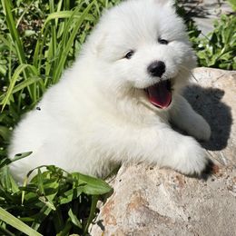 Samoyed Puppies from Rocky Mountain Samoyeds