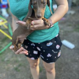 Chocolate Boy - Chocolate and tan male Dachshund puppy in Lyman, Mississippi from Arnold’s Miniature Dachshunds