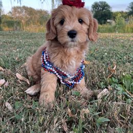 Goldendoodle Puppies from Deerly Doodles
