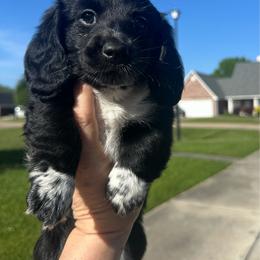 MooCow - Piebald male Dachshund puppy in Denham Springs, Louisiana from Pruitt Pups