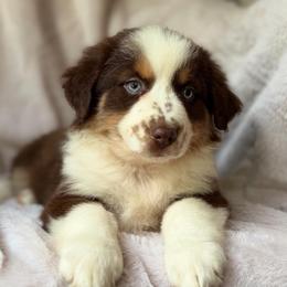 Ginger Spice - Red tri-color female Australian Shepherd puppy in Wayne, West Virginia from Creek Side Aussies & Doodles