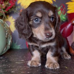 Tootsie Roll - Chocolate and cream female Dachshund puppy in Floresville, Texas from Muddy River Dachshunds