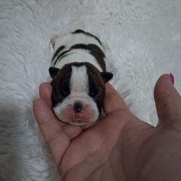 Jersey - Brindle and white female Boston Terrier puppy in Catawba, North Carolina from Lil Wiggles Boston Terriers