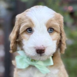 Norman - Red male Bernedoodle puppy in Yuciapa, California from AlltheDoodlez_