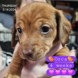 Dachshund Puppies from Wayward Home Dachshunds
