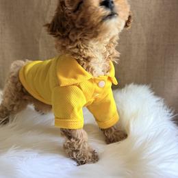 Pekingese, Poodle, and Shih Tzu Puppies from Happy puppies