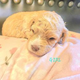 Lagotto Romagnolo Puppies from Regal Romagnolos