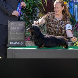 Pickles - Dachshund