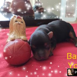 Yorkshire Terrier Puppies from Bayview Yorkies