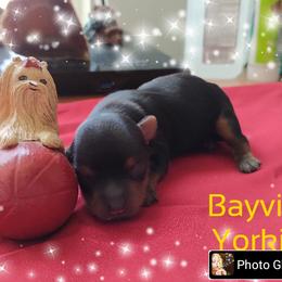 Yorkshire Terrier Puppies from Bayview Yorkies
