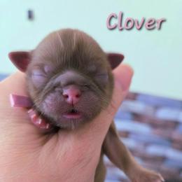 Clover - Liver female Shih Tzu puppy in Richmond, Texas from Aleka Shih Tzu