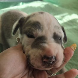 Sullivan - Harlequin male Great Dane puppy in Albany, Oregon from Red Cloud Australian Shepherds and DeGray Great Danes & Bulldogs