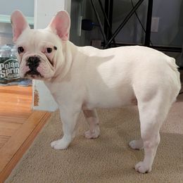 Boy 1 - White French Bulldog puppy in Providence, Rhode Island from Zoomie Zone RI