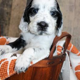 Porter - Black and white male English Springer Spaniel puppy in Winchester, Kentucky from Hidden Springs Farm