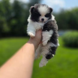 Mike - Blue merle male Pomeranian puppy in Meherrin, Virginia from Traveling Poms