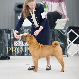 Caspian - Chinese Shar-Pei
