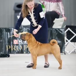 Caspian - Chinese Shar-Pei
