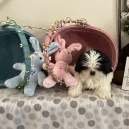 Shih Tzu Puppies from Little Lions West