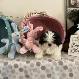 Shih Tzu Puppies from Little Lions West