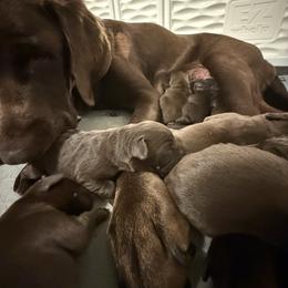 Reserved male 3 - Chocolate male Labrador Retriever puppy in Elkmont, Alabama from Sleepy Hound Farm