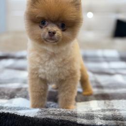 Alla - Lavender female Pomeranian puppy in Granada Hills, California from Pomeranian gem