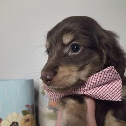 Rhodey - Chocolate and cream male Dachshund puppy in Batesville, Arkansas from Willow Tree Dachshunds