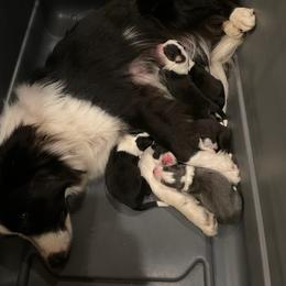 Border Collie Puppies from Julio's Border Collies