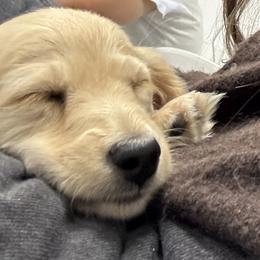Cavapoo and Dachshund All Grown Up from Bliss Hafen