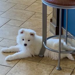 Samoyed Puppies from Falling cedar farm samoyeds