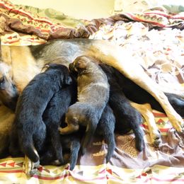 German Shepherd Puppies from Von der Henne K9