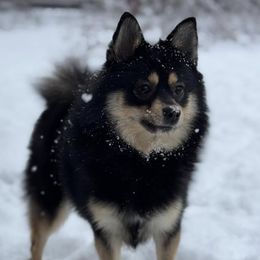 Inka - Pomsky