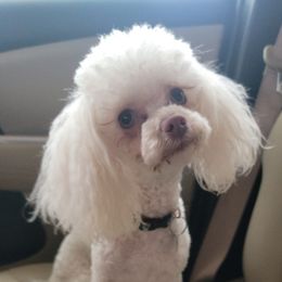 Goldendoodle and Poodle Puppies from Rocking j doodles