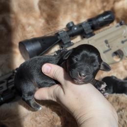 Remington - Black tri female Miniature Australian Shepherd puppy in Queen Creek, Arizona from Arizona Aussies