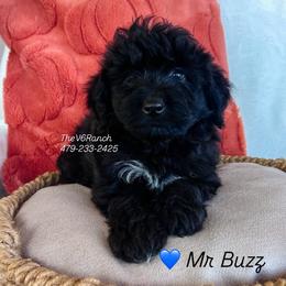 Mr Buzz - Brown merle male Aussiedoodle puppy in Sulphur Bluff, Texas from V6 Ranch Dogs