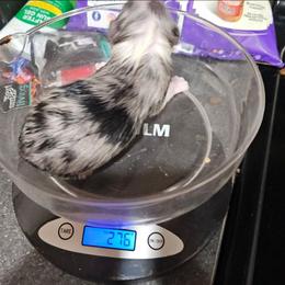 Blue Male - White and blue merle male Border Collie puppy in Bradley, South Carolina from DiCola Farm