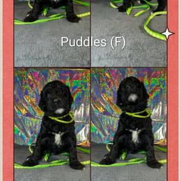 Puddles - Black female Goldendoodle puppy in Water Valley, Mississippi from Olympian Doodles