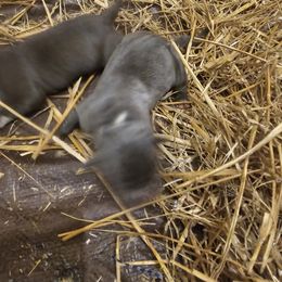Girl 2 - American Bully puppy in New Effington, South Dakota from Shane's Pups