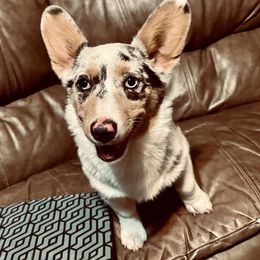 Camry - American Corgi