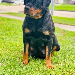 Asa - Rottweiler
