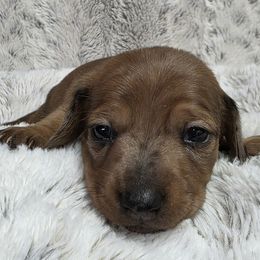 Lucifer - Dapple male Dachshund puppy in Holly, Michigan from Mini Doxie Mischief Makers