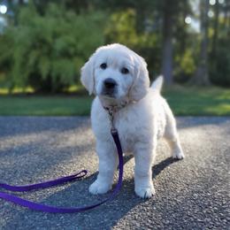 Golden Retriever Puppies from Hoekema Homestead Goldens