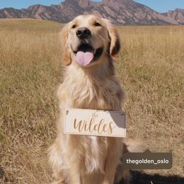 Golden Retriever All Grown Up from Sovereignty Grace Goldens