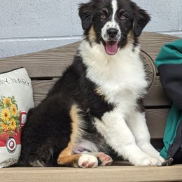 Australian Shepherds and Golden Retrievers from Happy Valley Farms