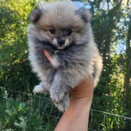 Pomeranian puppies from Fancy Paws Pomeranians