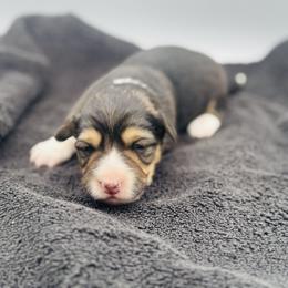 Tri female 2 - Black and tan female Pembroke Welsh Corgi puppy in Hale, Michigan from All Hale Corgis