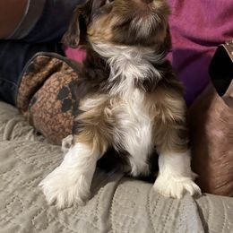 Havanese Puppies from Rose Hill Havanese