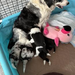 Border Collie Puppies from Roaring River Border Collies