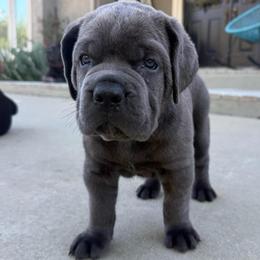 Grey female solid chest no markings yellow collar - Gray female Cane Corso puppy in Cherry Valley, California from Liberty Corsos