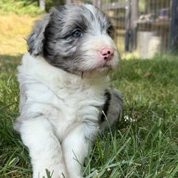 Girl 3 - Blue merle female Bordoodle puppy in Shelton, Washington from Prophecy Kennels